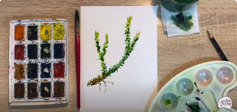 Рисуем Баранец обыкновенный