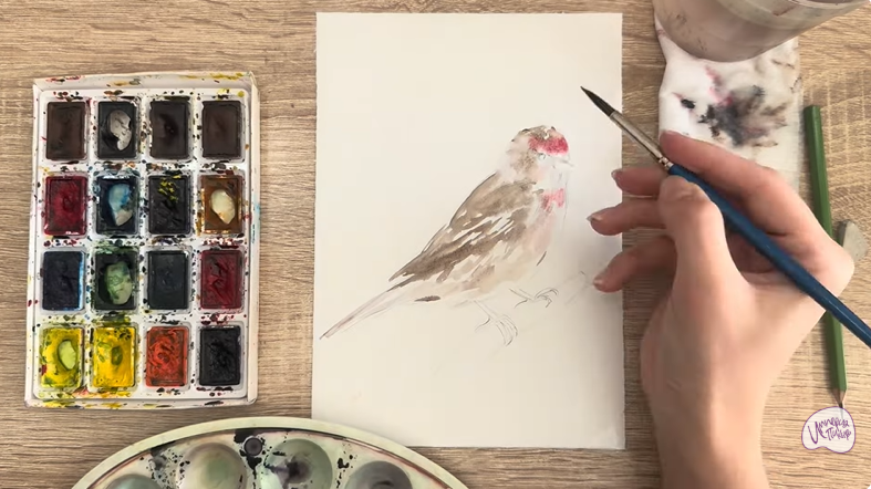 Рисуем Обыкновенная чечётка