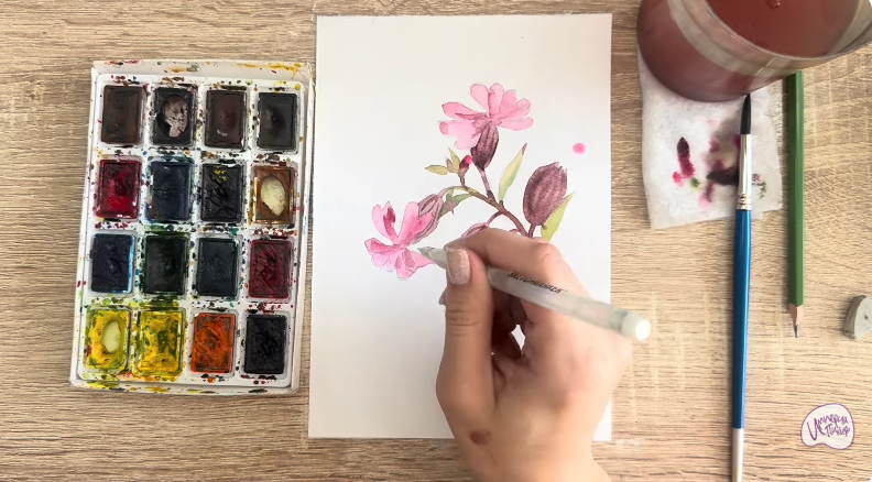 Рисуем Розовая смолёвка