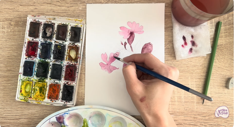 Рисуем Розовая смолёвка