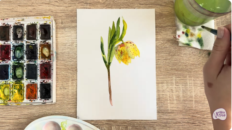 Рисуем Желтый рябчик