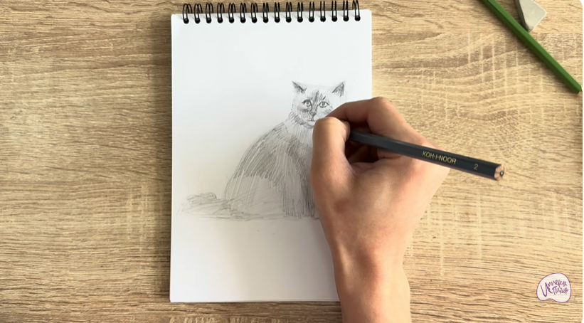 Рисуем Кошка породы Рэгдолл