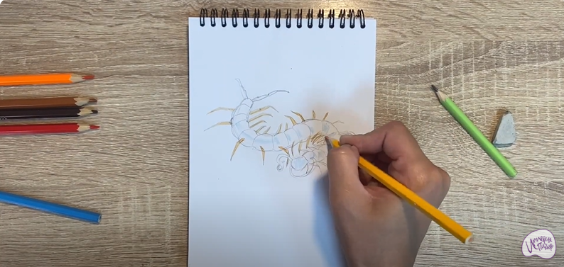 Рисуем Сороконожка