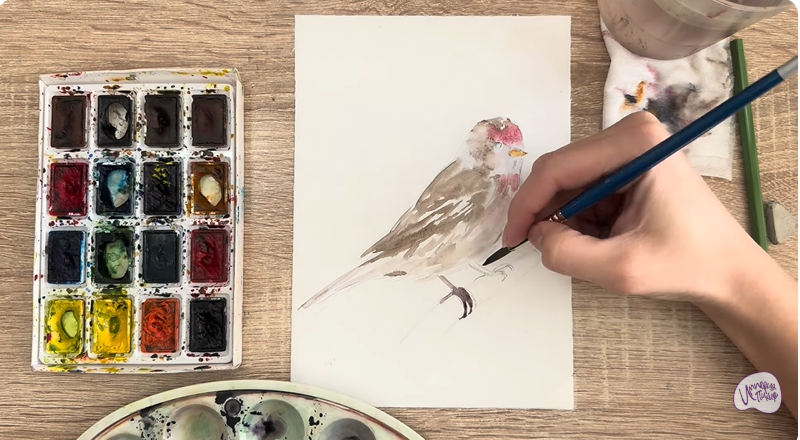 Рисуем Обыкновенная чечётка