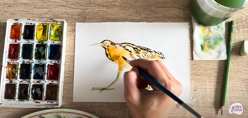 Рисуем Выпь Рисуем Выпь