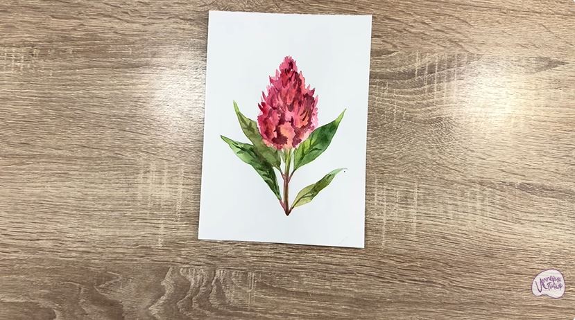 Рисуем Целозия