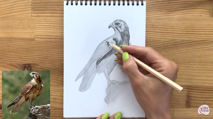 Рисуем Сокол