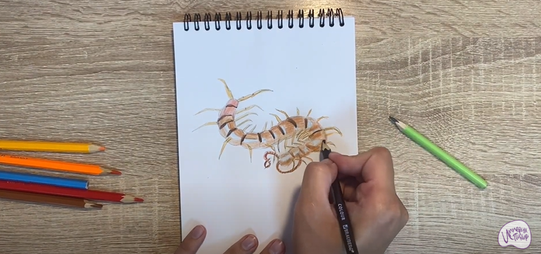 Рисуем Сороконожка