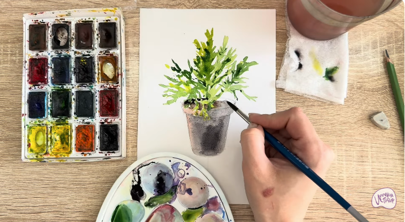 Рисуем Криптомерия японская