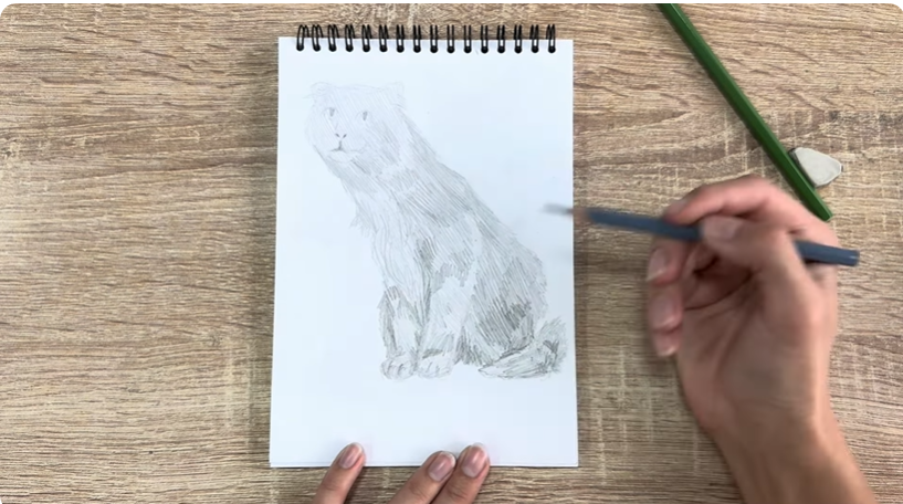 Рисуем Американский кёрл Рисуем Американский кёрл