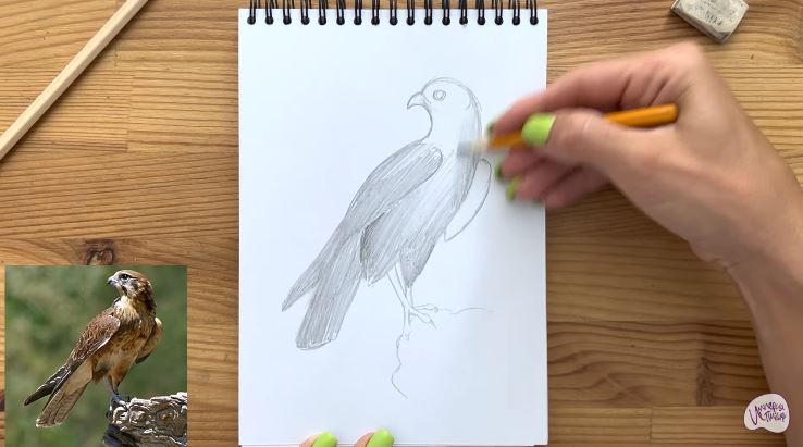 Рисуем Сокол