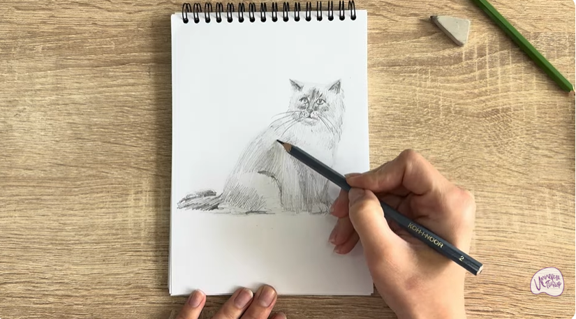 Рисуем Кошка породы Рэгдолл