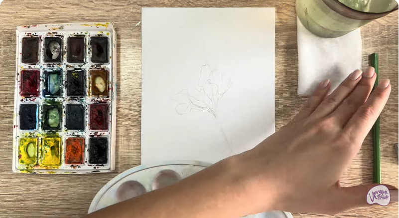 Рисуем Чина луговая