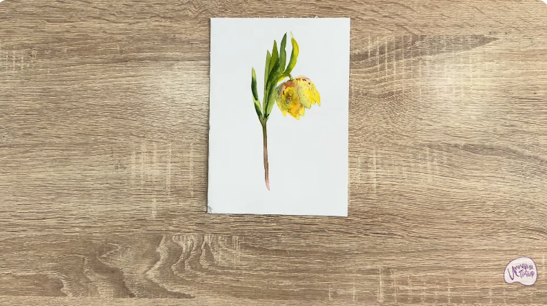 Рисуем Желтый рябчик