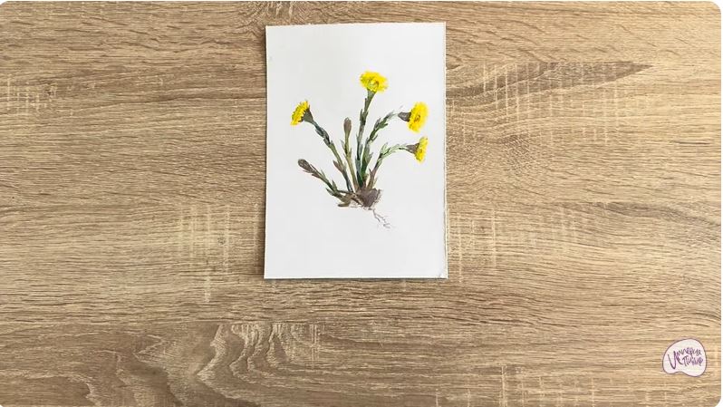 Рисуем Мать-и-мачеха Рисуем Мать-и-мачеха