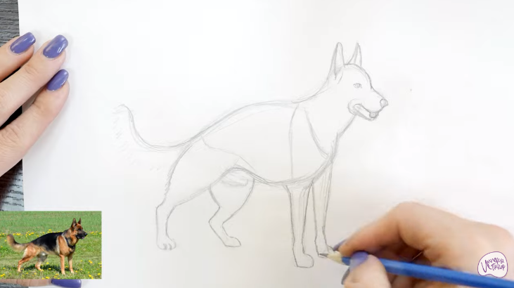 Рисуем Немецкая овчарка