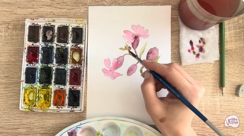 Рисуем Розовая смолёвка