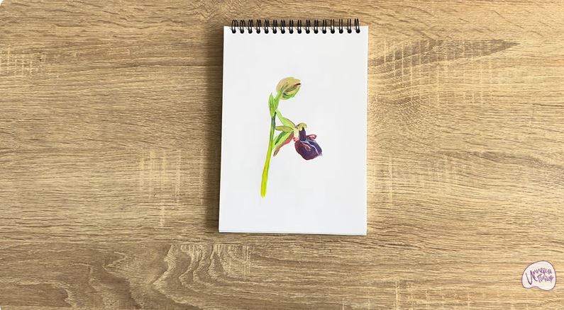 Рисуем Офрис кавказская