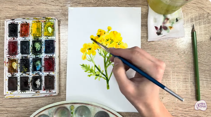 Рисуем Пижма