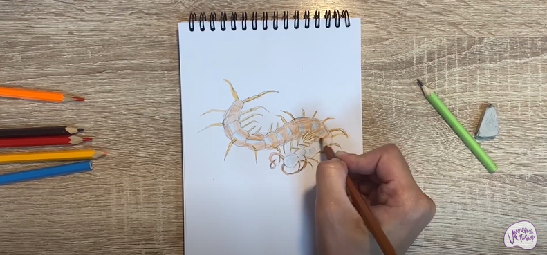 Рисуем Сороконожка