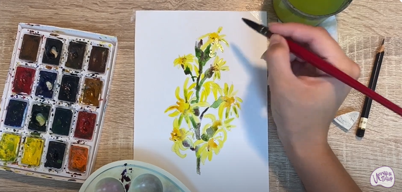Рисуем Бузульник сибирский