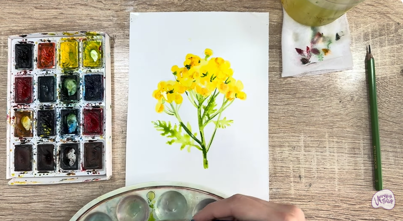 Рисуем Пижма