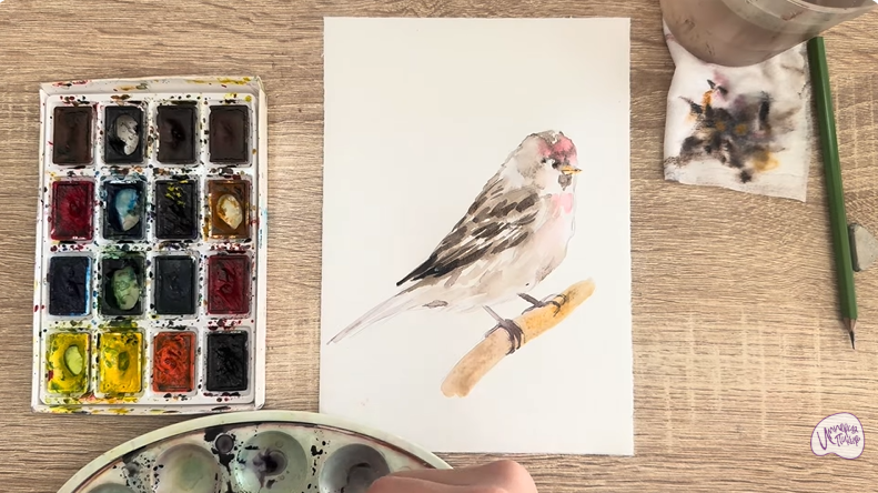 Рисуем Обыкновенная чечётка