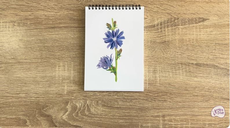 Рисуем Цикорий обыкновенный