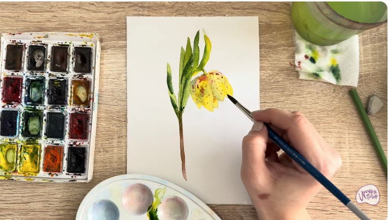 Рисуем Желтый рябчик