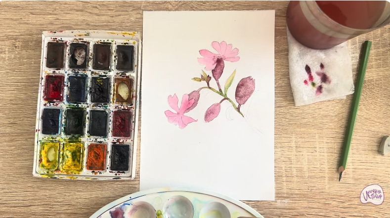 Рисуем Розовая смолёвка