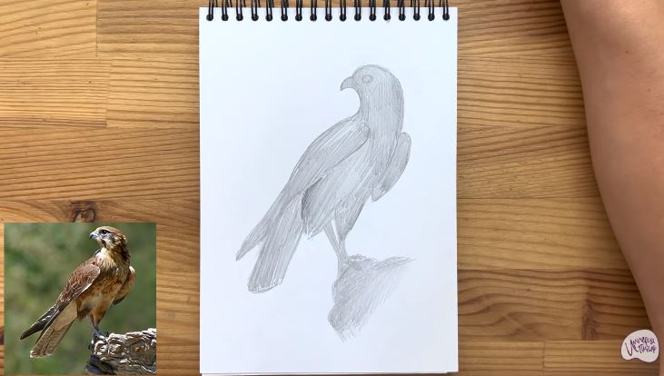 Рисуем Сокол