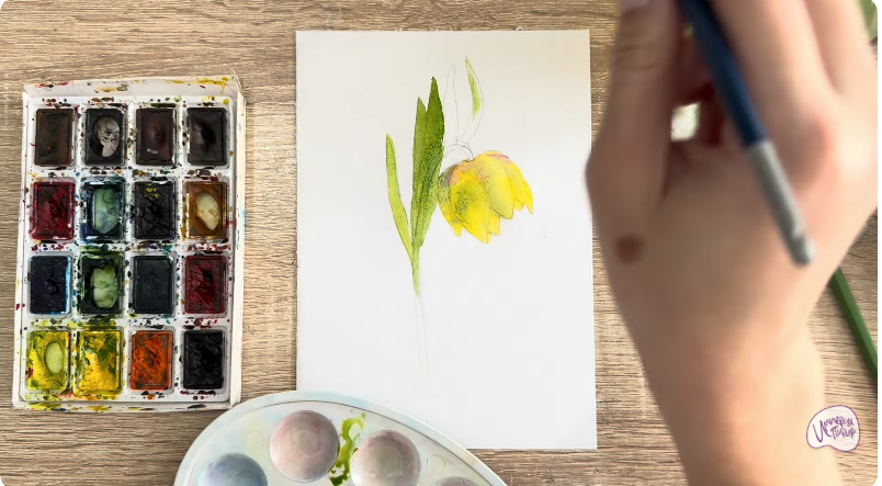 Рисуем Желтый рябчик