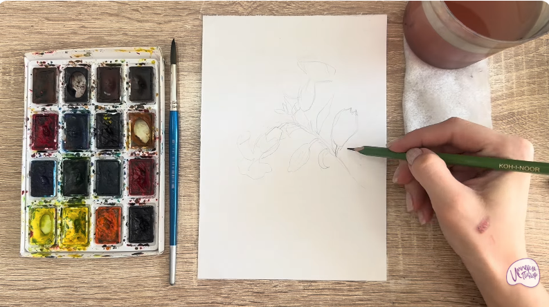 Рисуем Розовая смолёвка