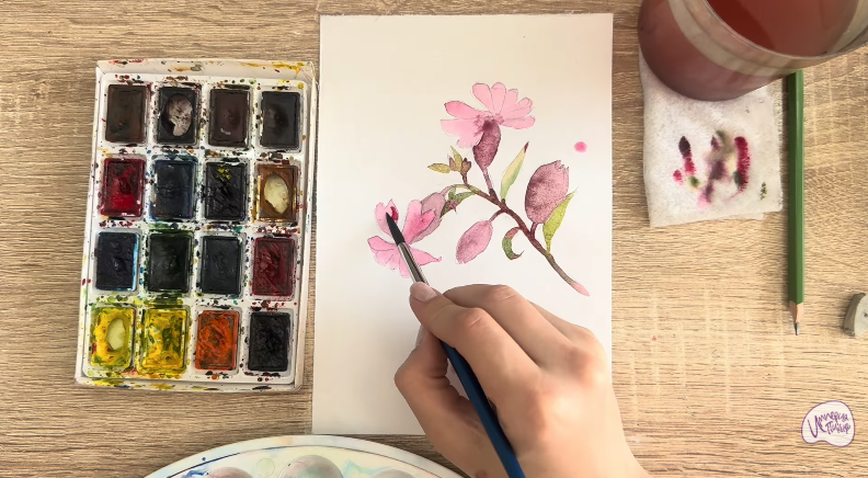 Рисуем Розовая смолёвка