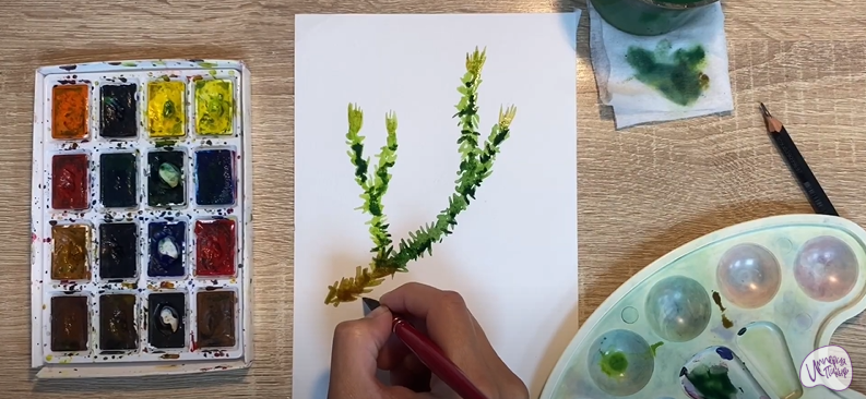 Рисуем Баранец обыкновенный