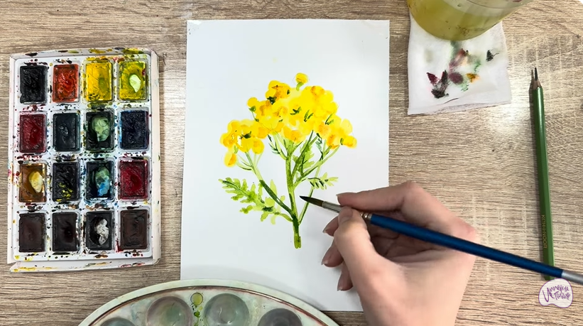 Рисуем Пижма