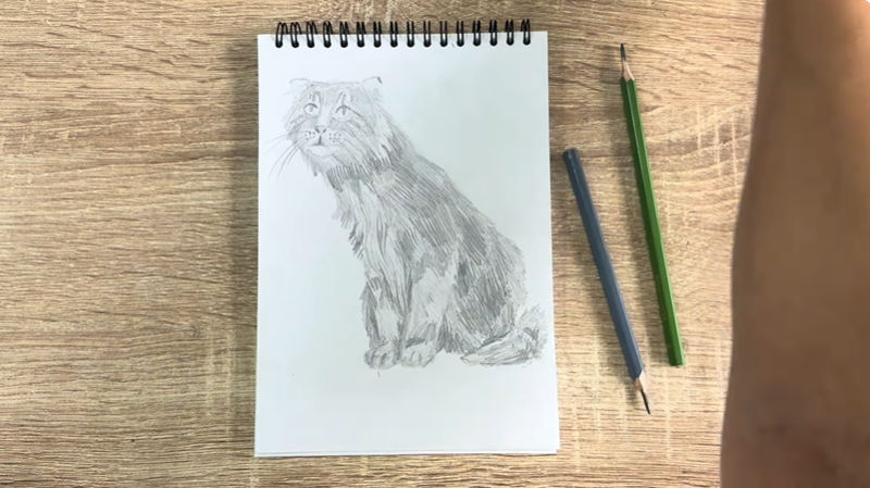 Рисуем Американский кёрл Рисуем Американский кёрл