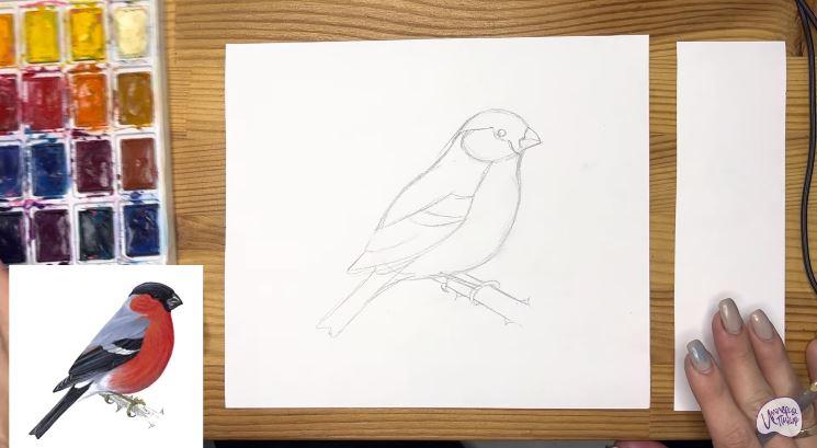 Рисуем Снегирь