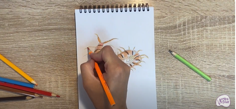 Рисуем Сороконожка