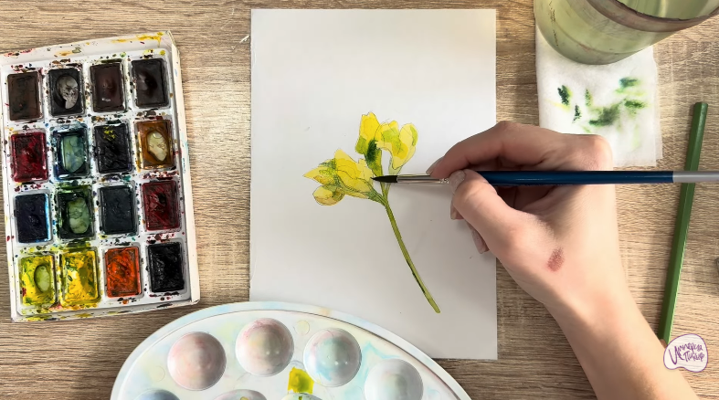 Рисуем Чина луговая