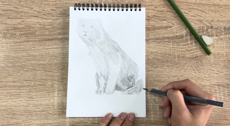 Рисуем Американский кёрл Рисуем Американский кёрл