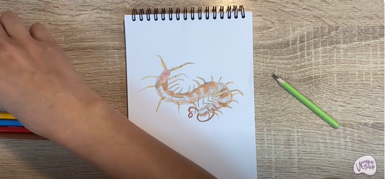 Рисуем Сороконожка