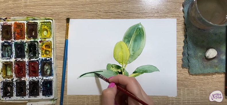 Рисуем Фикус