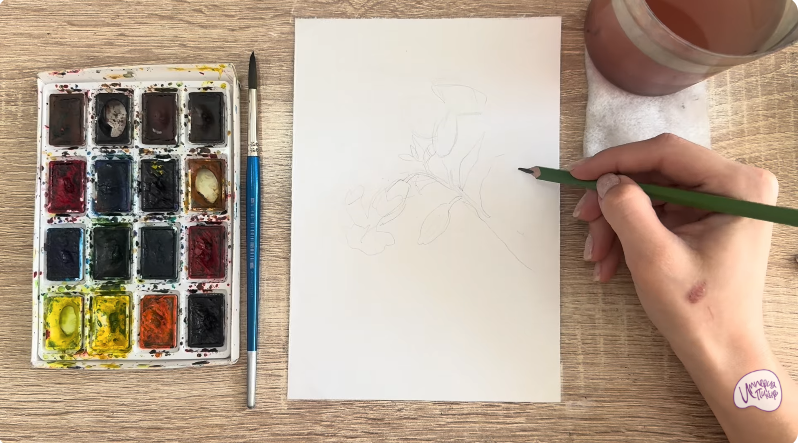 Рисуем Розовая смолёвка