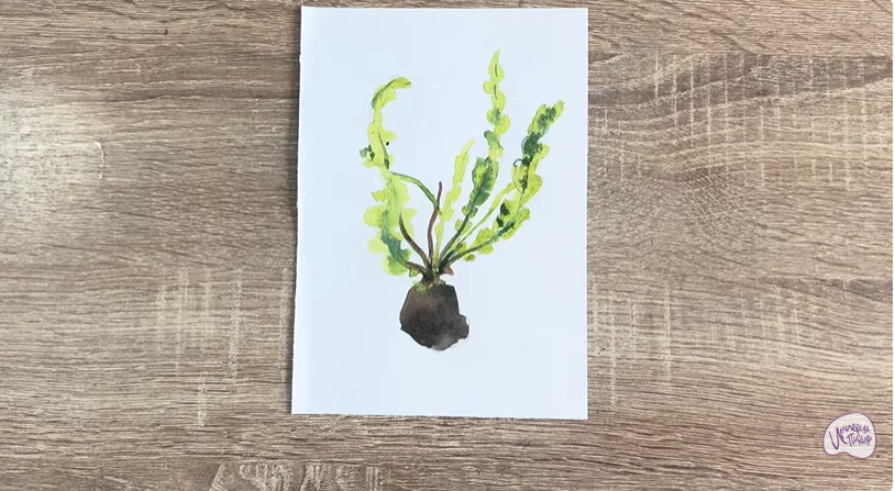 Рисуем Апоногетон
