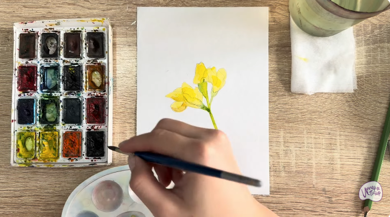 Рисуем Чина луговая