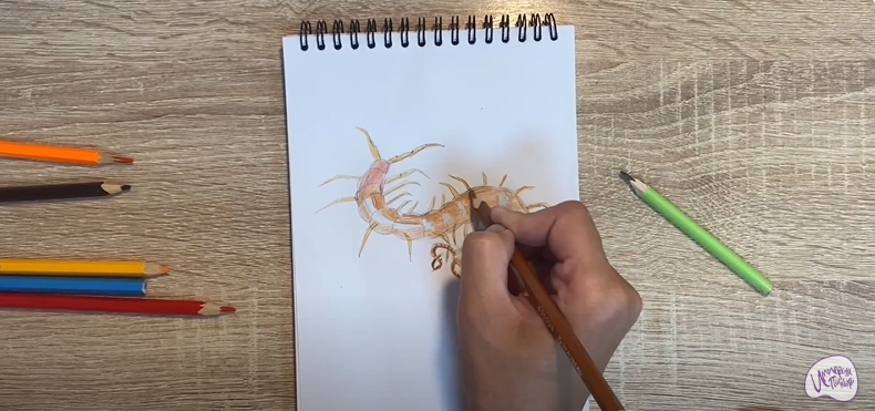 Рисуем Сороконожка