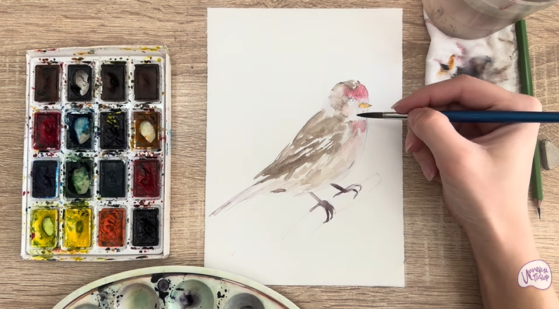 Рисуем Обыкновенная чечётка