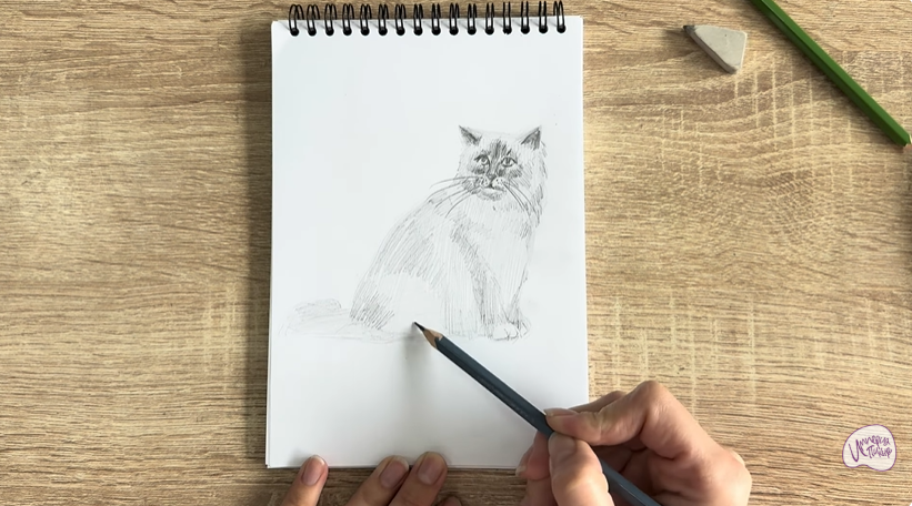 Рисуем Кошка породы Рэгдолл
