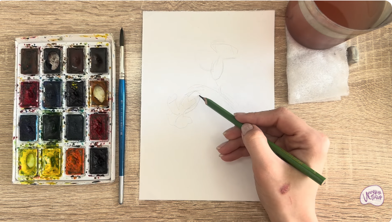 Рисуем Розовая смолёвка